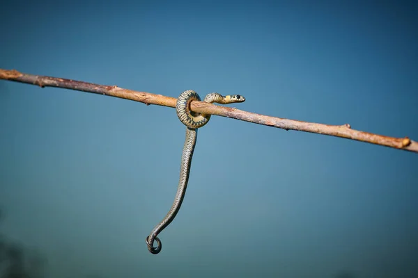 Siyah, genç yılan engereği piton natrix bir dala asılı. — Stok fotoğraf