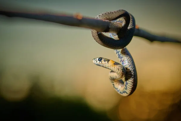 Negro joven serpiente pequeña serpiente pitón natriz colgando en una rama —  Fotos de Stock