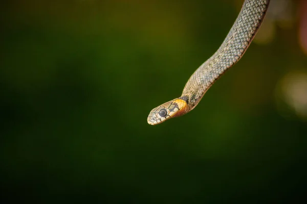 Jeune serpent noir vipère python natrix accroché à une branche — Photo