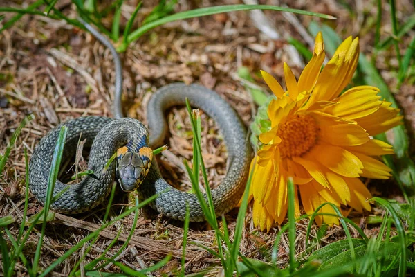 Black young small snake viper python natrix in grass with yellow — Stock Photo, Image