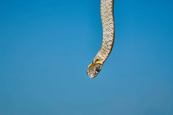 Negro joven serpiente pequeña serpiente pitón natriz colgando en una rama —  Fotos de Stock