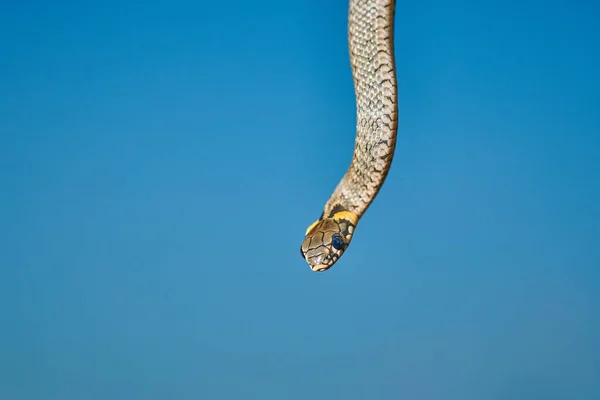 Preto jovem cobra víbora python natrix pendurado em um ramo — Fotografia de Stock