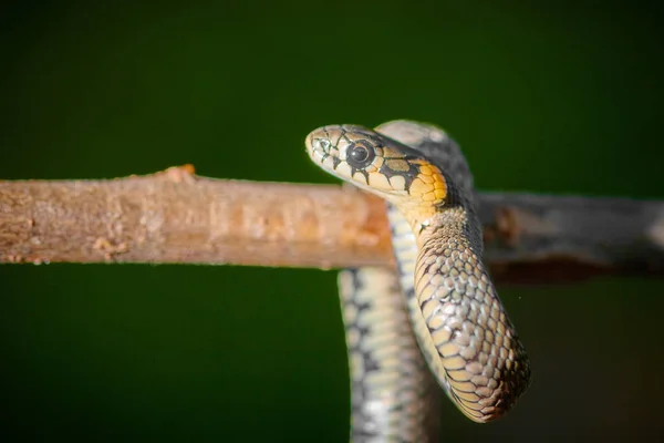 Černý mladý had zmije krajta natrix visí na větev — Stock fotografie