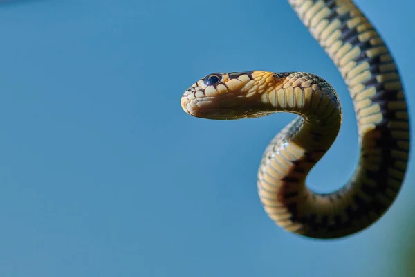 Siyah, genç yılan engereği piton natrix bir dala asılı. — Stok fotoğraf