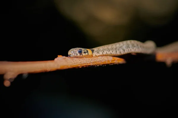 Black young small snake viper python natrix hanging on a branch — Stock Photo, Image