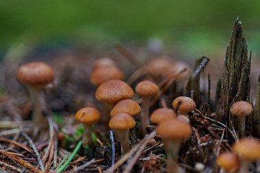 Arkaplanda bir ağaçtaki mantarlar ve yağmur damlaları