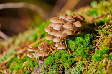 Arkaplanda bir ağaçtaki mantarlar ve yağmur damlaları