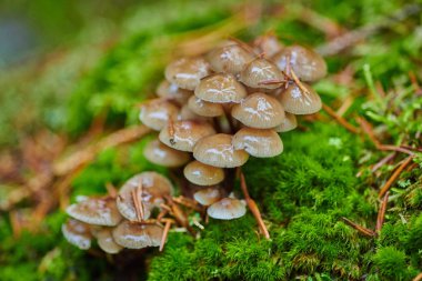 Arkaplanda bir ağaçtaki mantarlar ve yağmur damlaları