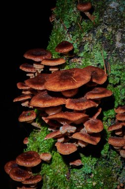 Arkaplanda bir ağaçtaki mantarlar ve yağmur damlaları