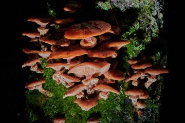 Arkaplanda bir ağaçtaki mantarlar ve yağmur damlaları