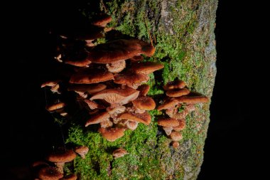 Arkaplanda bir ağaçtaki mantarlar ve yağmur damlaları