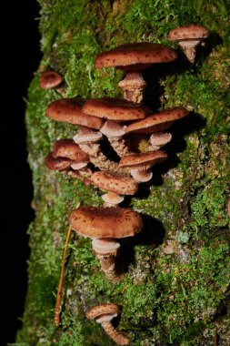 Arkaplanda bir ağaçtaki mantarlar ve yağmur damlaları