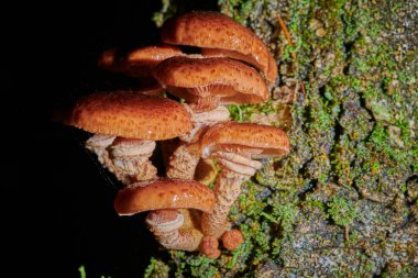 Arkaplanda bir ağaçtaki mantarlar ve yağmur damlaları