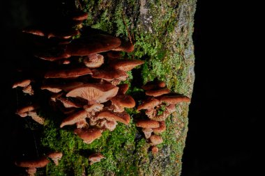 Arkaplanda bir ağaçtaki mantarlar ve yağmur damlaları