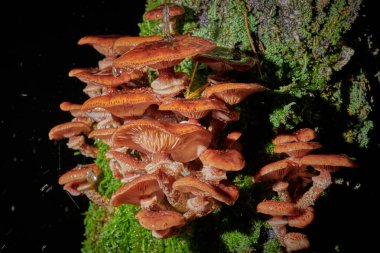 Arkaplanda bir ağaçtaki mantarlar ve yağmur damlaları