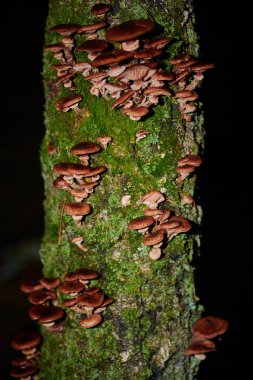 Arkaplanda bir ağaçtaki mantarlar ve yağmur damlaları