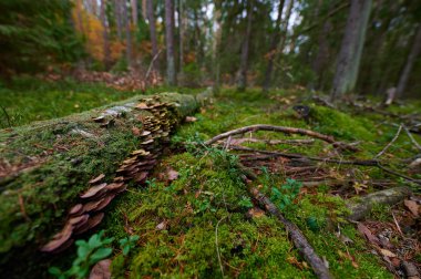 Arkaplanda bir ağaçtaki mantarlar ve yağmur damlaları
