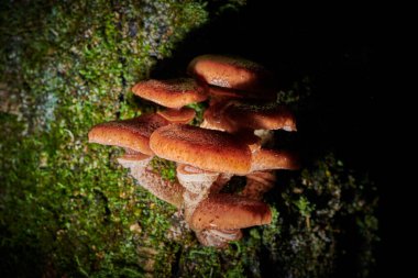 Arkaplanda bir ağaçtaki mantarlar ve yağmur damlaları