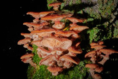 Arkaplanda bir ağaçtaki mantarlar ve yağmur damlaları