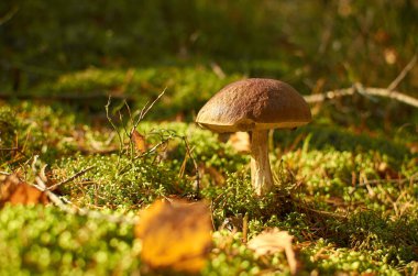Arkaplanda bir ağaçtaki mantarlar ve yağmur damlaları