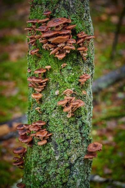 Большие колпачки грибов на дереве на заднем плане и с каплей дождя — стоковое фото