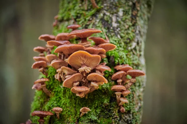 Stora mössor svamp på ett träd på en bakgrund och med regndroppe — Stockfoto