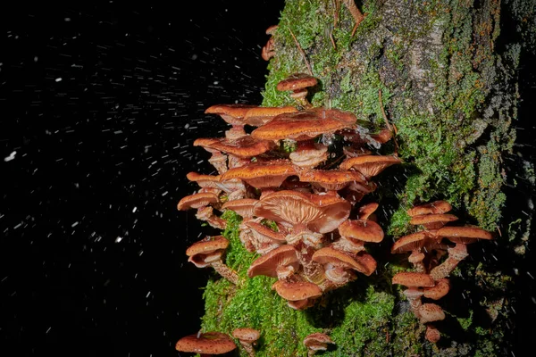 Large caps mushrooms on a tree on a background and with raindrop — Stock Photo, Image