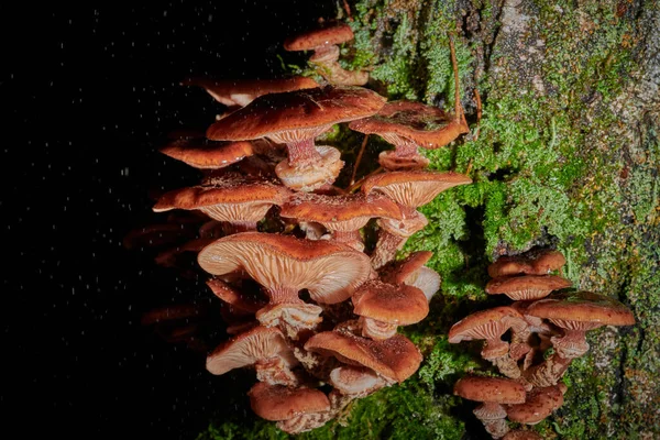 Grote caps paddestoelen op een boom op een achtergrond en met regendruppel — Stockfoto