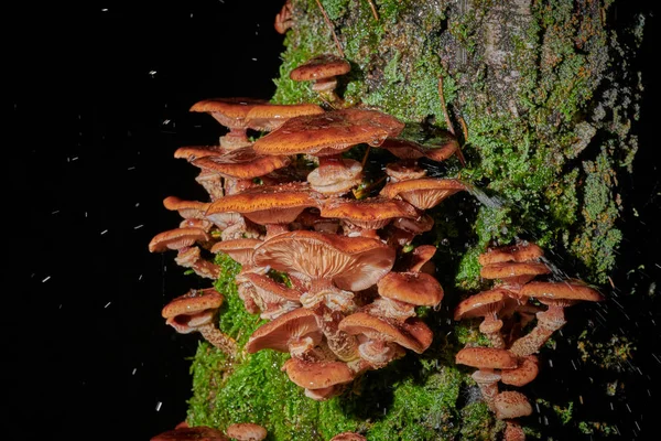 Arkaplanda bir ağaçtaki mantarlar ve yağmur damlaları