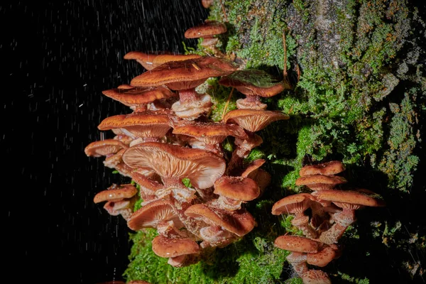 Large caps mushrooms on a tree on a background and with raindrop — Stock Photo, Image