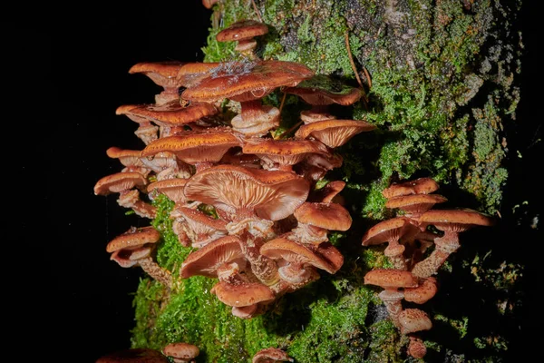 Arkaplanda bir ağaçtaki mantarlar ve yağmur damlaları