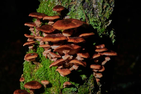배경 과 빗방울 이 있는 나무 위에 있는 커다란 모자 버섯 — 스톡 사진