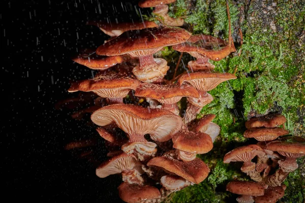 Duże grzyby czapki na drzewie na tle i z kroplą deszczu — Zdjęcie stockowe