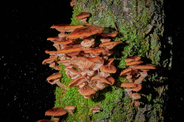 Grands chapeaux champignons sur un arbre sur un fond et avec goutte de pluie — Photo