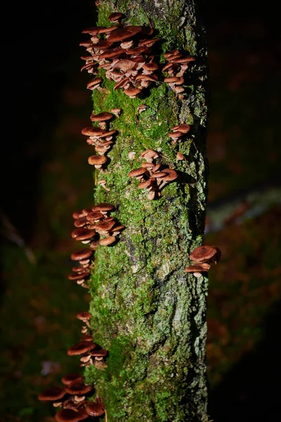 Duże grzyby czapki na drzewie na tle i z kroplą deszczu — Zdjęcie stockowe
