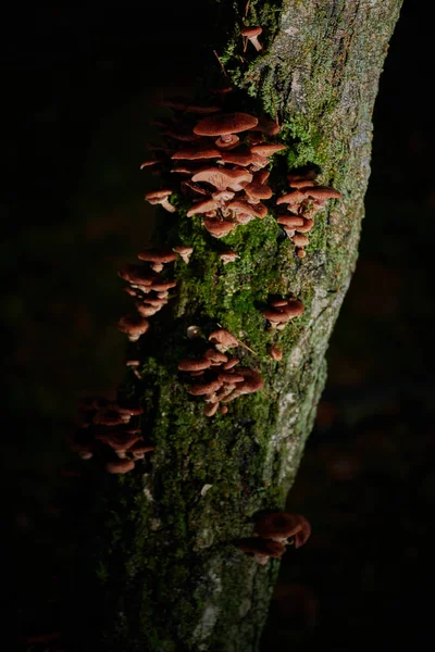 Las tapas grandes las setas sobre el árbol sobre el fondo y con la gota de lluvia — Foto de Stock