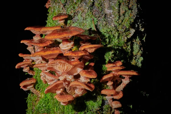 Arkaplanda bir ağaçtaki mantarlar ve yağmur damlaları