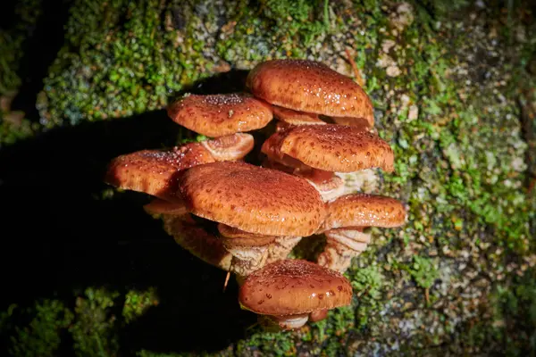 Stora mössor svamp på ett träd på en bakgrund och med regndroppe — Stockfoto