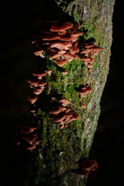 Las tapas grandes las setas sobre el árbol sobre el fondo y con la gota de lluvia — Foto de Stock