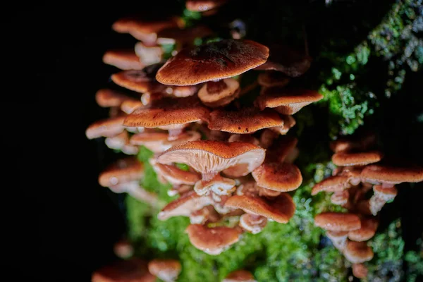 Arkaplanda bir ağaçtaki mantarlar ve yağmur damlaları