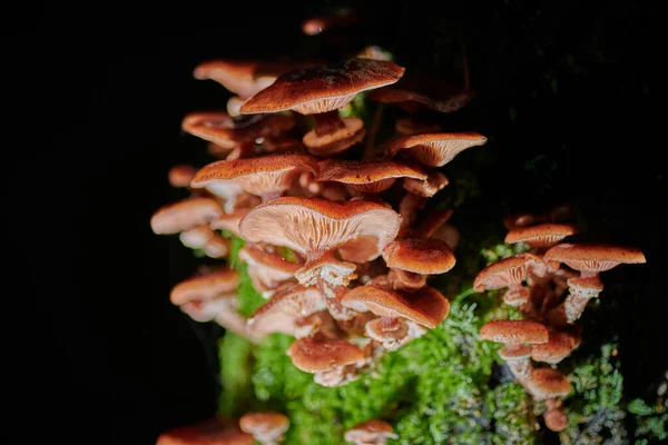 Arkaplanda bir ağaçtaki mantarlar ve yağmur damlaları