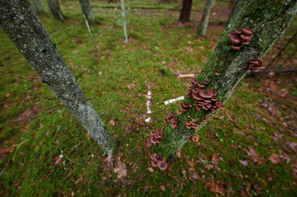 Arkaplanda bir ağaçtaki mantarlar ve yağmur damlaları