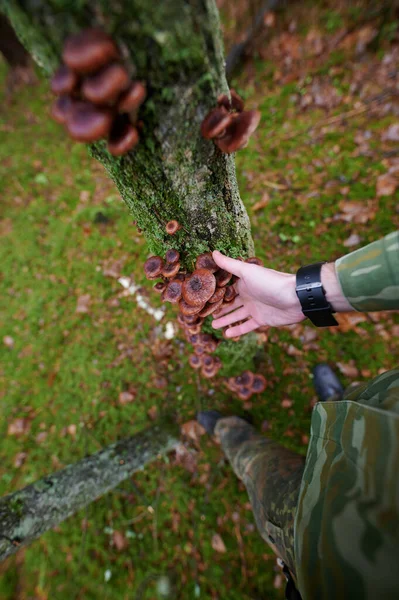 Mantar toplayıcısı ağaçtan mantar topluyor. Kollar ve bacaklar açık.