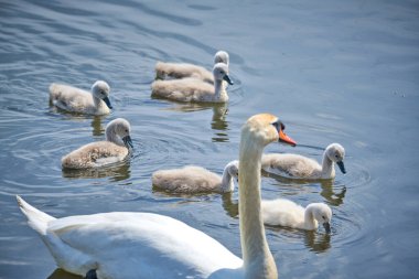 Genç beyaz kuğu yavruları ve yetişkin kuğular İlkbaharda E 'de bir gölde