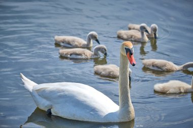 Genç beyaz kuğu yavruları ve yetişkin kuğular İlkbaharda E 'de bir gölde