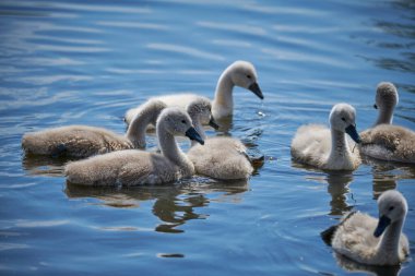 Genç beyaz kuğu yavruları ve yetişkin kuğular İlkbaharda E 'de bir gölde