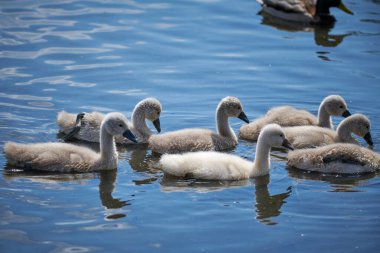 Genç beyaz kuğu yavruları ve yetişkin kuğular İlkbaharda E 'de bir gölde