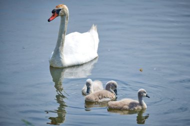 Genç beyaz kuğu yavruları ve yetişkin kuğular İlkbaharda E 'de bir gölde