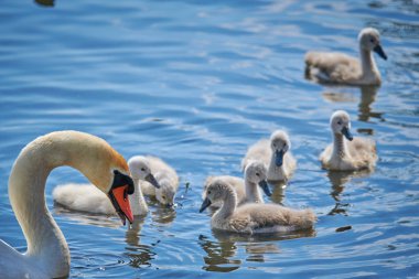 Genç beyaz kuğu yavruları ve yetişkin kuğular İlkbaharda E 'de bir gölde
