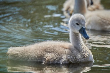 Genç beyaz kuğu yavruları ve yetişkin kuğular İlkbaharda E 'de bir gölde